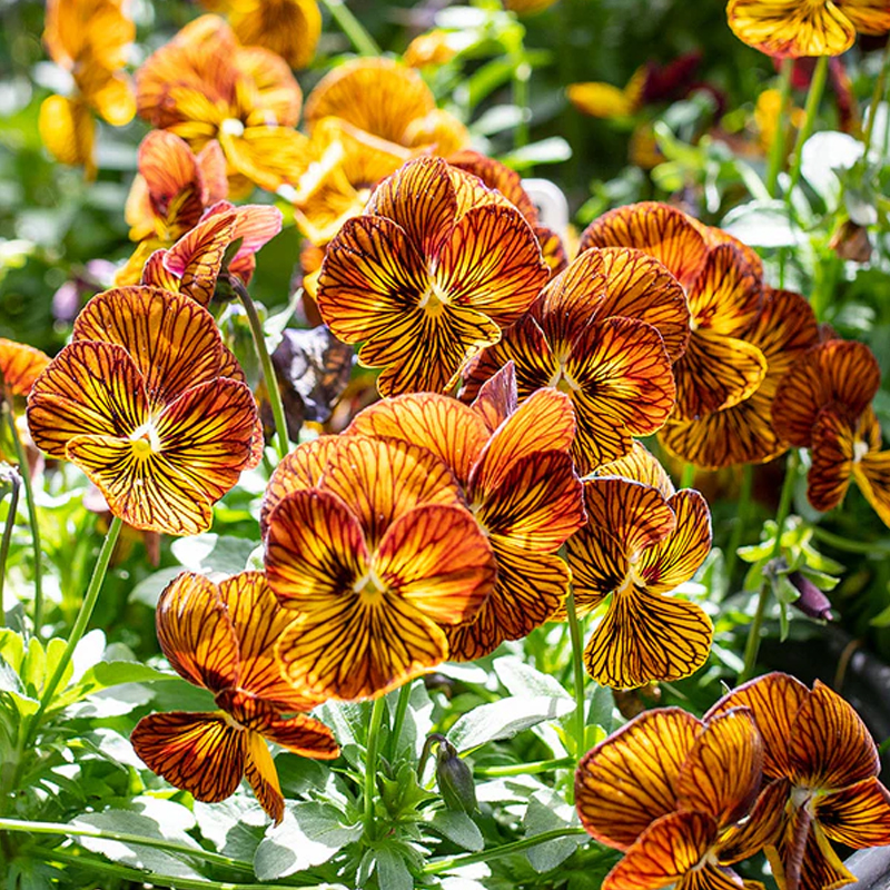 💥Exklusives Angebot🎉Stiefmütterchen Samen🌺Traumhafte Farben