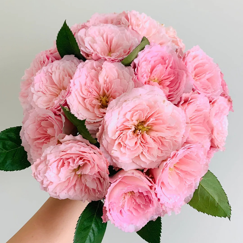 🔥58% Rabatt🌹Rosen Samen🌈Farbenfrohe Blumen