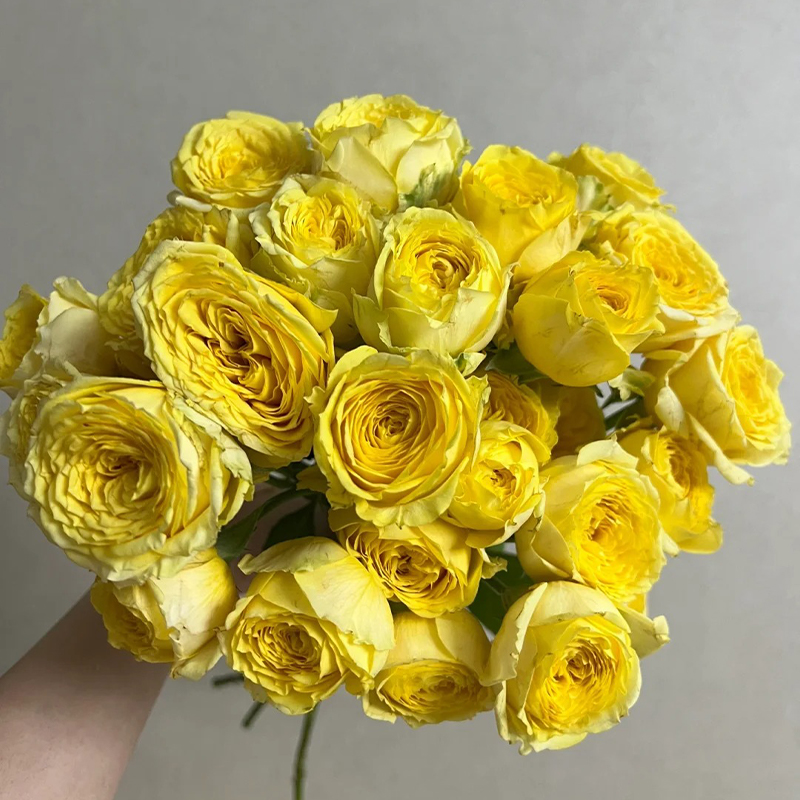🔥58% Rabatt🌹Rosen Samen🌈Farbenfrohe Blumen