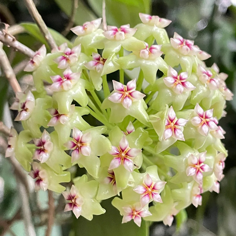 ✨2024 Neuankömmling🌼Kugelorchidee🦄Wunderschöne Indoor-Kletterblumen