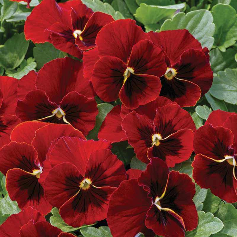 💥Exklusives Angebot🎉Stiefmütterchen Samen🌺Traumhafte Farben