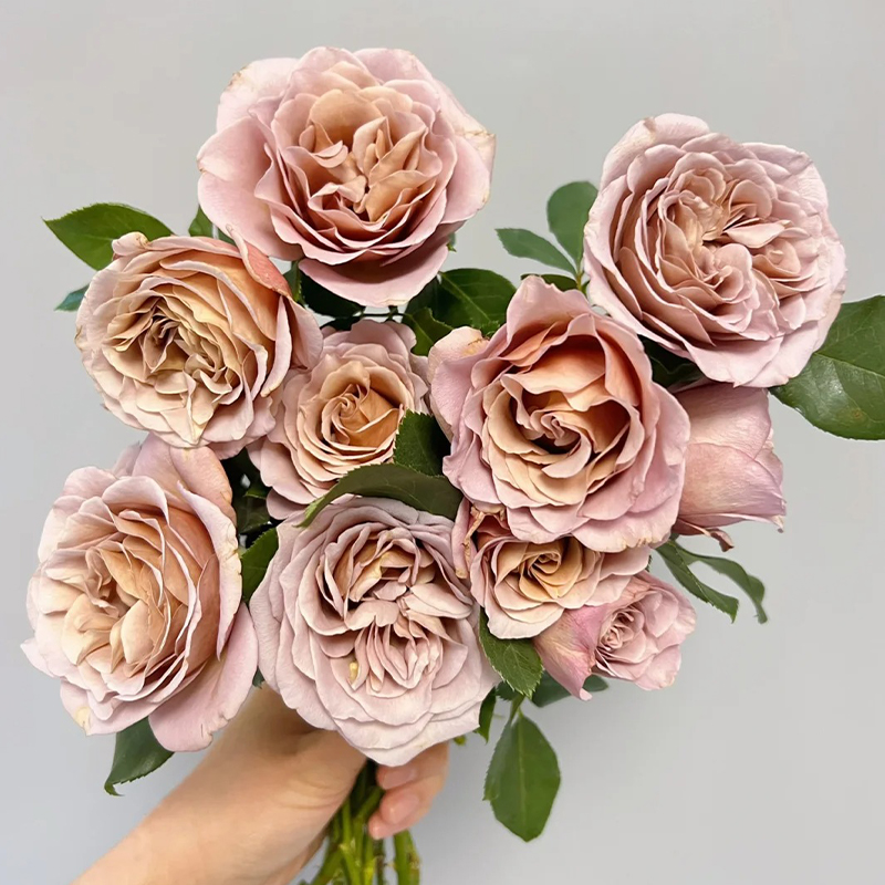 🥰Romantische Auswahl🌹Rosen Samen🌈Farbenfrohe Blumen