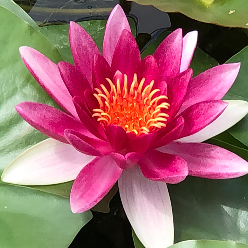 💖Rabatt zum halben Preis✨Wanlian🌱Einfach zu pflanzen