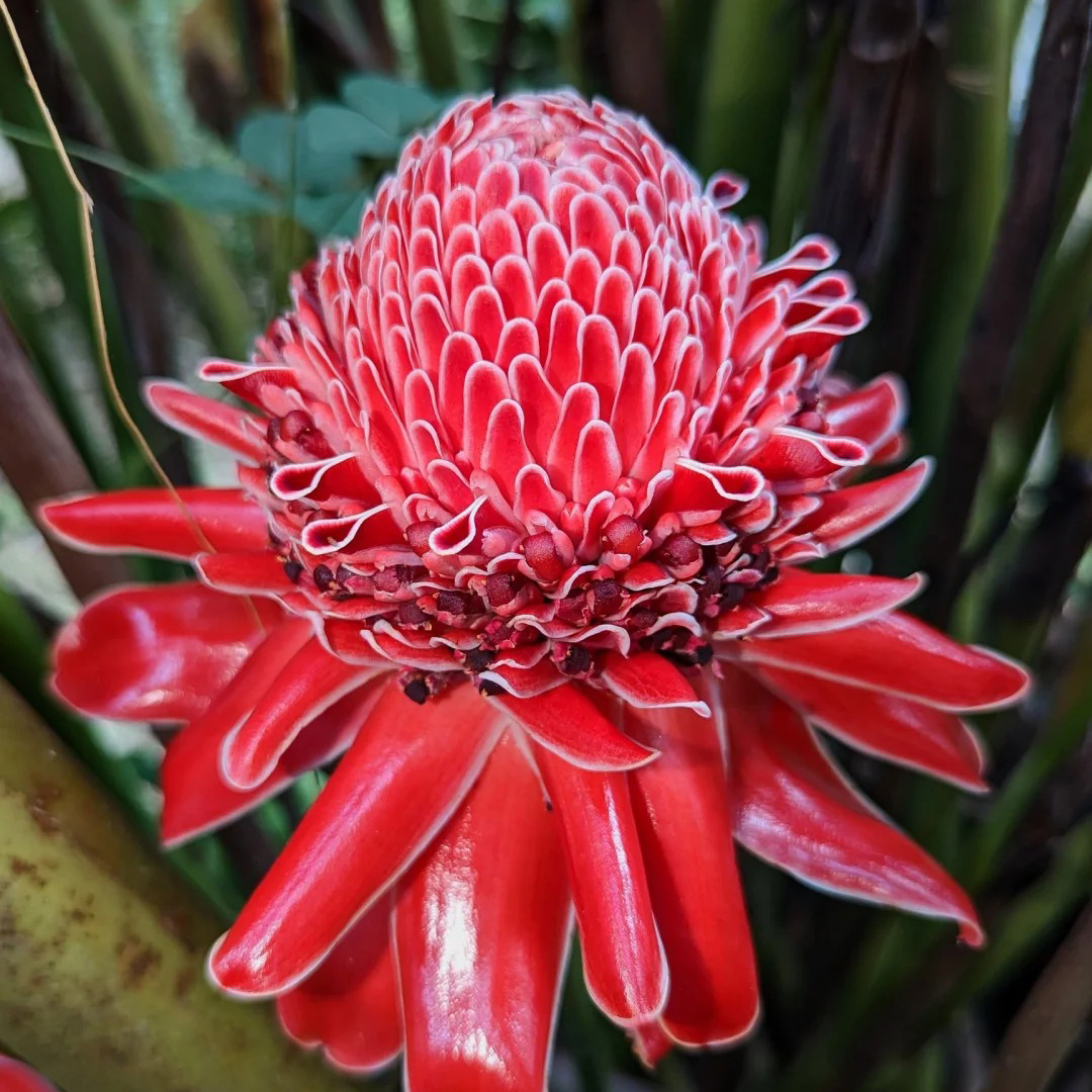 🚀Magische Pflanze💖Fackel-Ingwer🔥Flammendes Aussehen