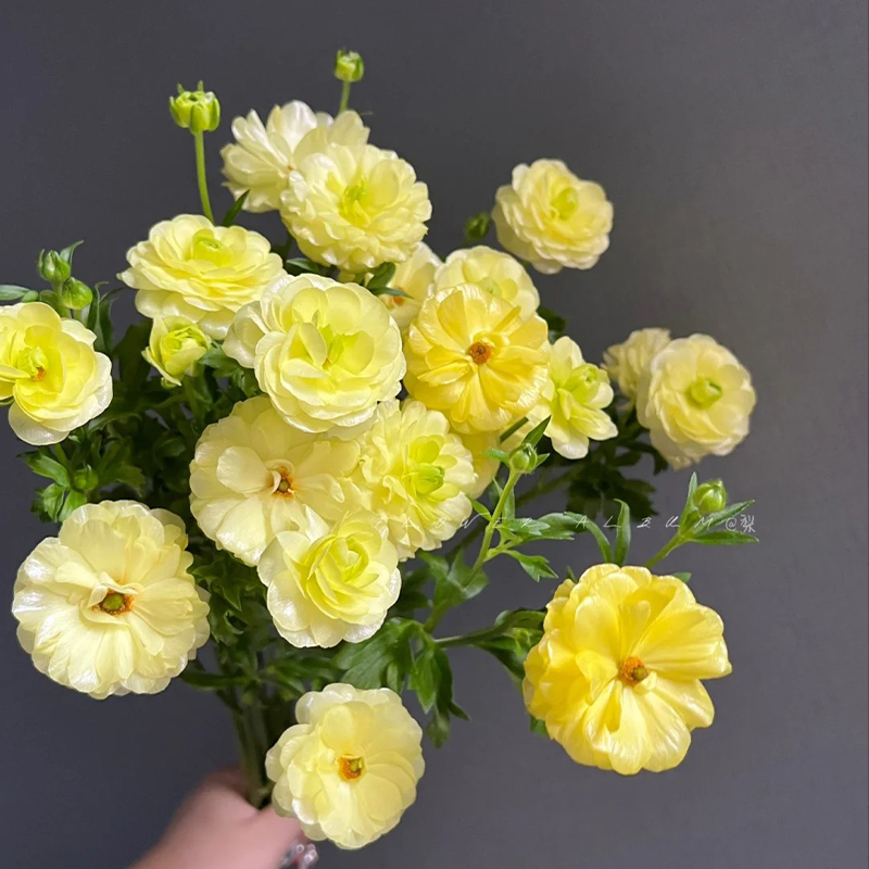 Schmetterlings-Hahnenfuß