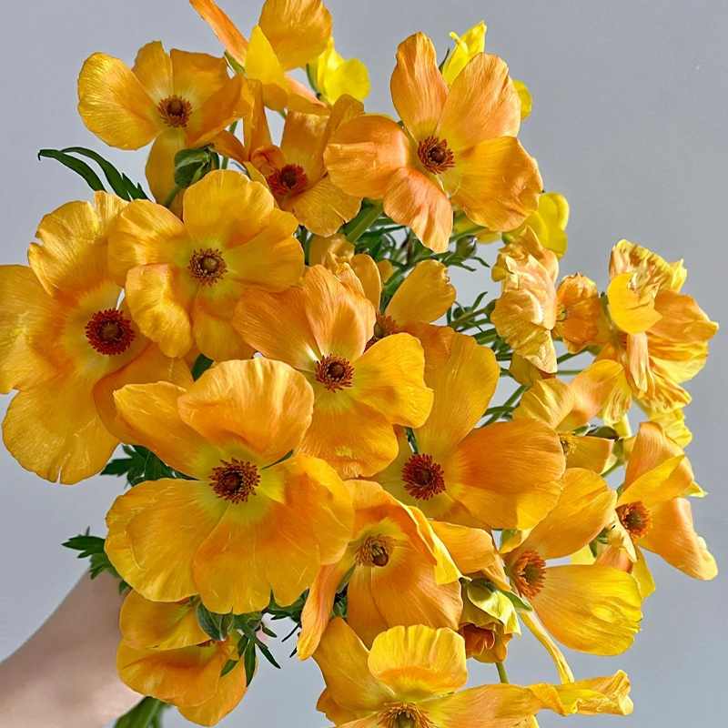 Schmetterlings-Hahnenfuß