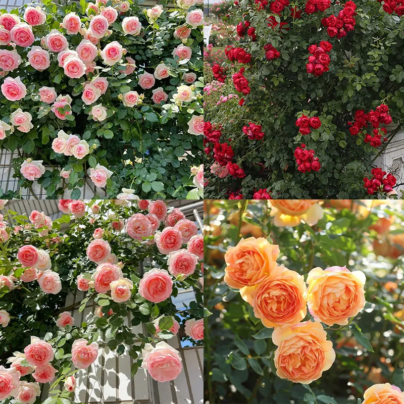 🌹Rankenrosen Samen💝Atemberaubende Blumen