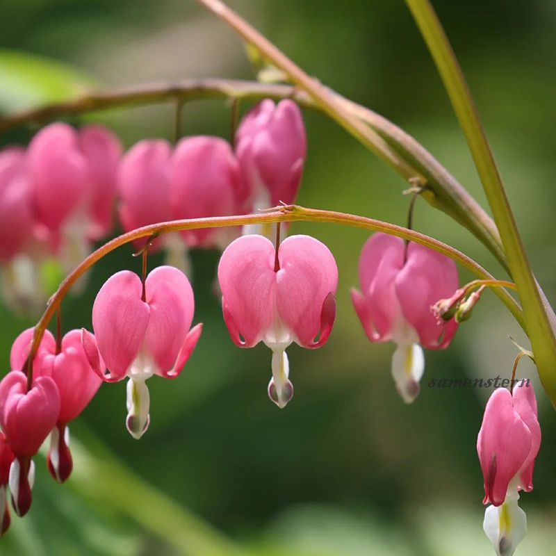🌈Neues Produkt auf den Markt gebracht🦄Goldene Glockenblumensamen✨Blumen blühen kopfüber