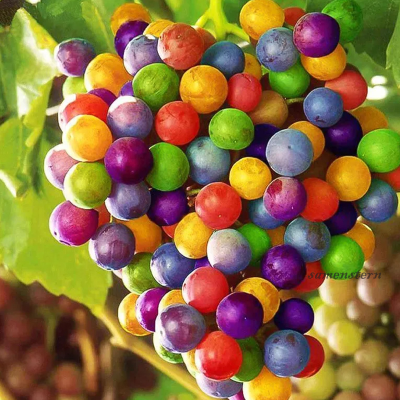 💖Rabatt zum halben Preis🍇Bunte Traubenkerne🦄Super seltene Sorte