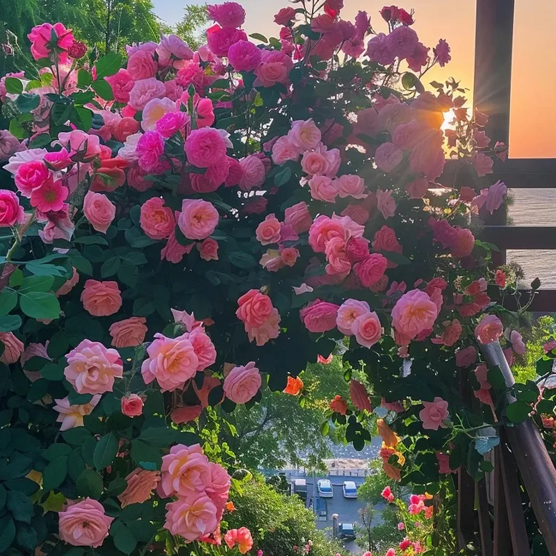 🌹Rankenrosen Samen💝Atemberaubende Blumen