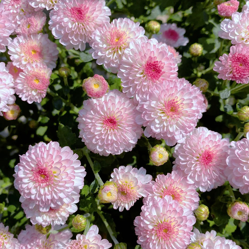🔥Heißer Verkauf🚀Bonbon-Chrysanthemensamen🌿Rabatt zum halben Preis