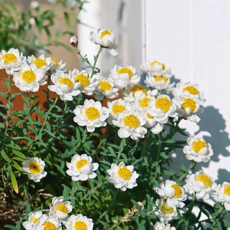 🚀2024 heißer Verkauf🌼weiße schöne Chrysantheme💖einfach zu pflanzen