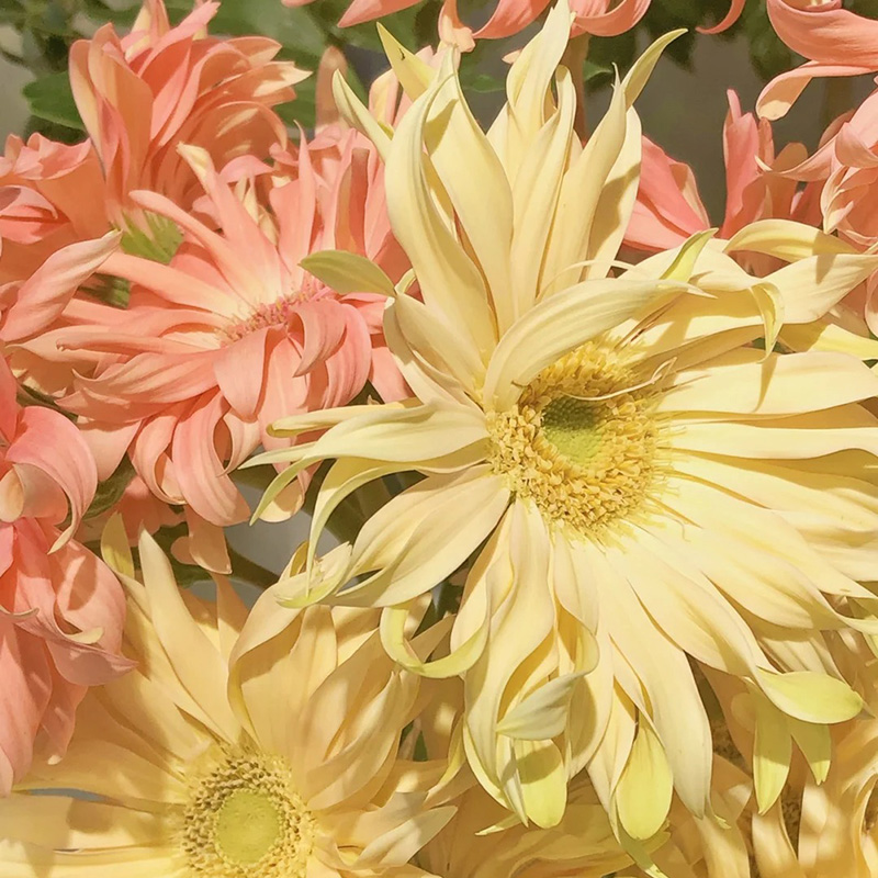 🔥Heiß verkaufte🌺gekräuselte Gerbera🌿kann das ganze Jahr über gepflanzt werden