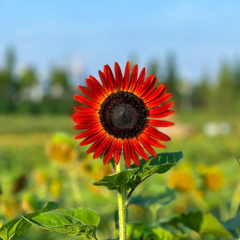 🔥Heißer Verkauf🚀Magische Sonnenblume🩷Super Rare
