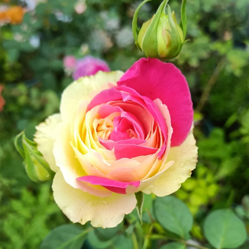 🔥Heißverkaufte🚀 romantische Rose🩷seltene Sorte