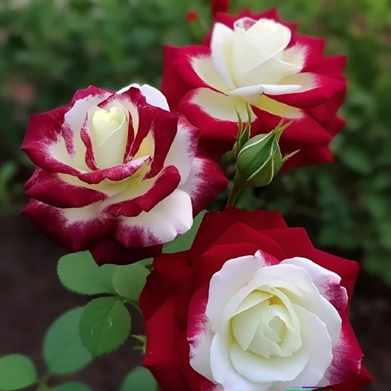 💖Ausgewählte🌹Zwillingsrosen🚀Super Rare