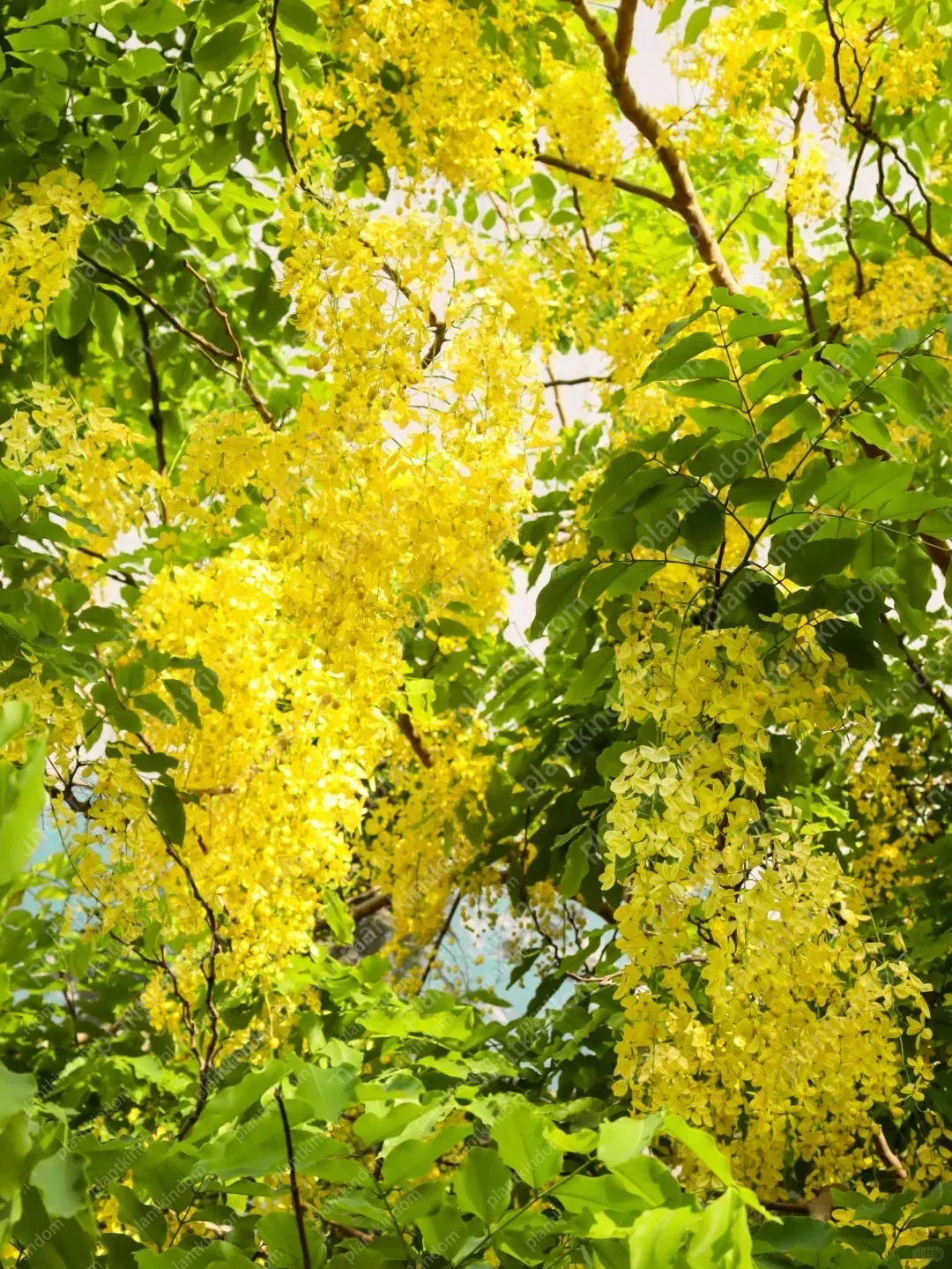 🚨50 % Rabatt🚀Bestseller💜Lila Glyzinien-Rankensamen