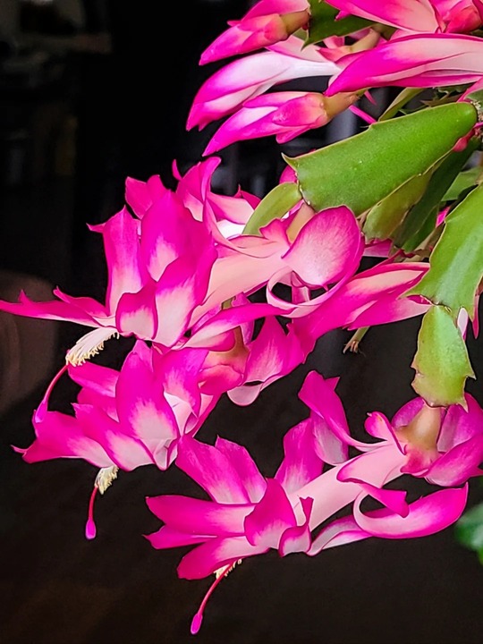 🔥Hot in 2024: 🌈Mixed Color Crab Claw Orchid