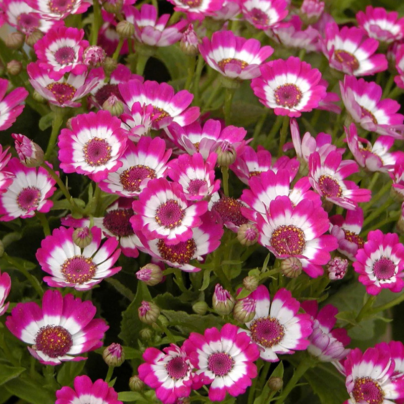 🔥Heißer Verkauf 🌼Bachelor Button Kornblume🩷Angebot zum halben Preis