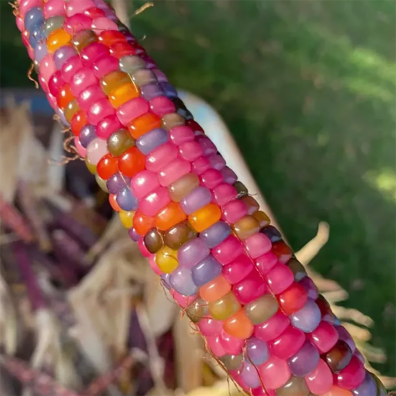 🦄Seltene🌽bunte Maissamen🌈Regenbogensammlung