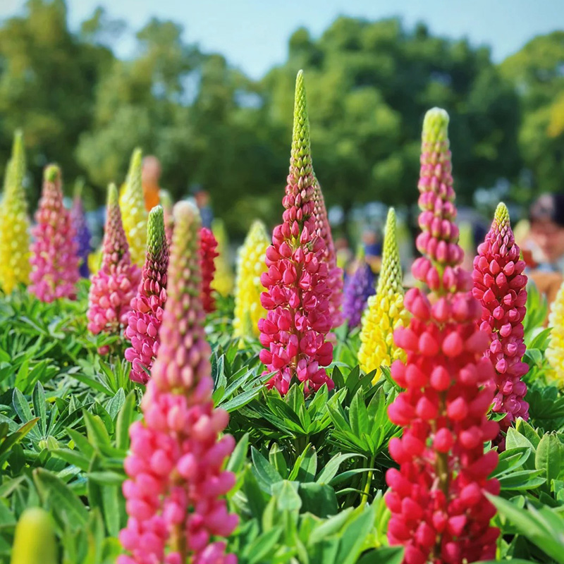🚀Halber Preisnachlass💖Lupinenblüten🌈wunderschönes Dekogras