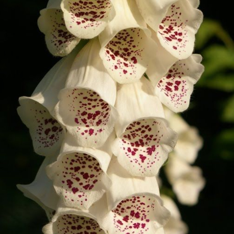 ✨Zeitlich begrenzter halber Preis🌺Fingerhut🌈Gartendekoration