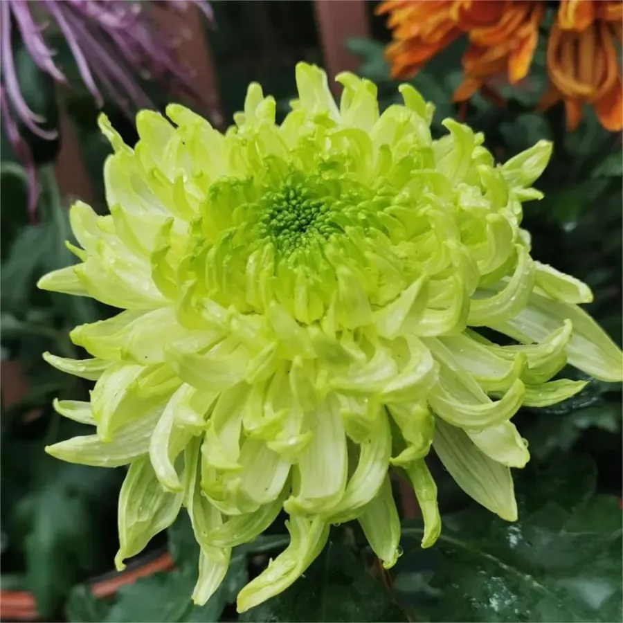 🌸 Große doppelblättrige Chrysanthemen - 50%+ Rabatt auf Premium-Samen 🎉💰