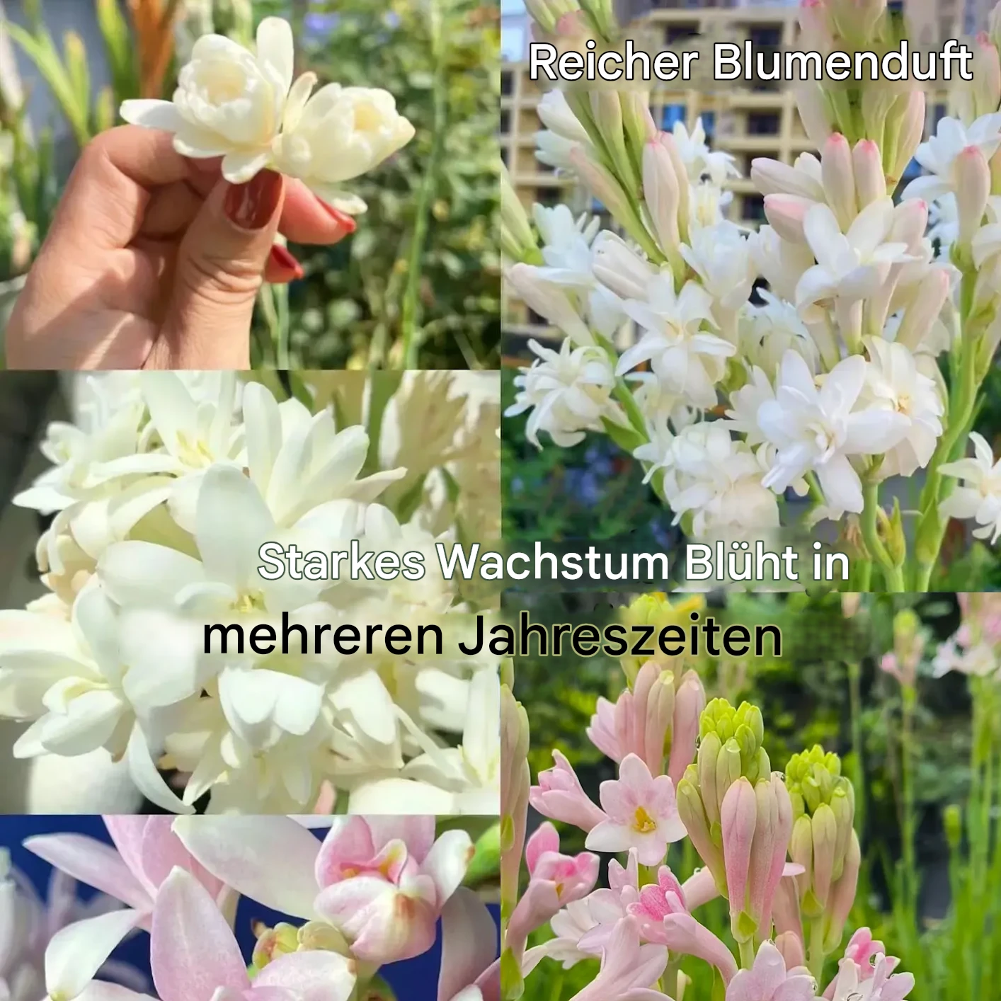 🔥【Zeitlich begrenzter Verkauf】Tuberose🌸-Zwiebeln! Genießen Sie 💥50 % Rabatt, kommen Sie vorbei und schnappen Sie sich!