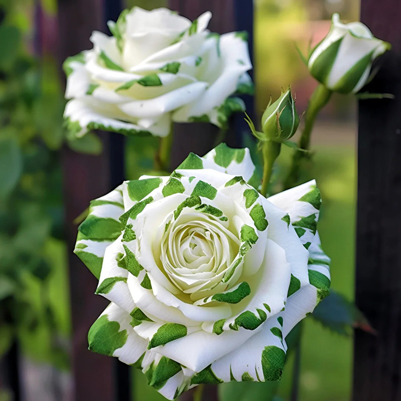 💖Ausgewählte🌹Zwillingsrosen🚀Super Rare