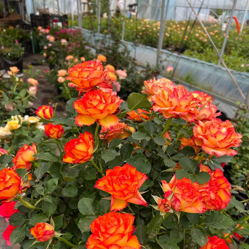 🔥Heißer Verkauf💖Seltene Rosensamen🚀Ausgewählte Samen