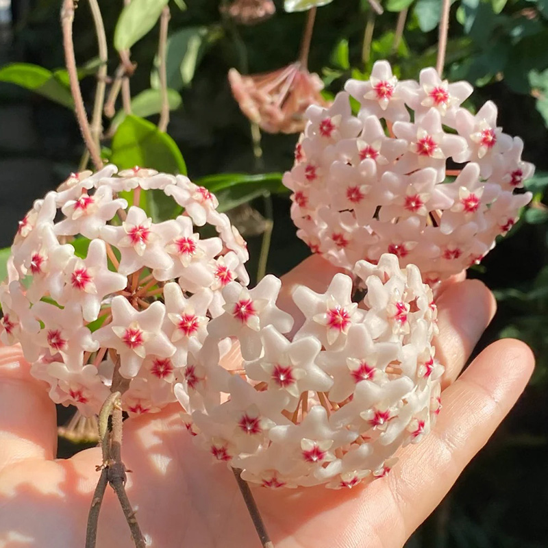 ✨2024 Neuankömmling🌼Kugelorchidee🦄Wunderschöne Indoor-Kletterblumen