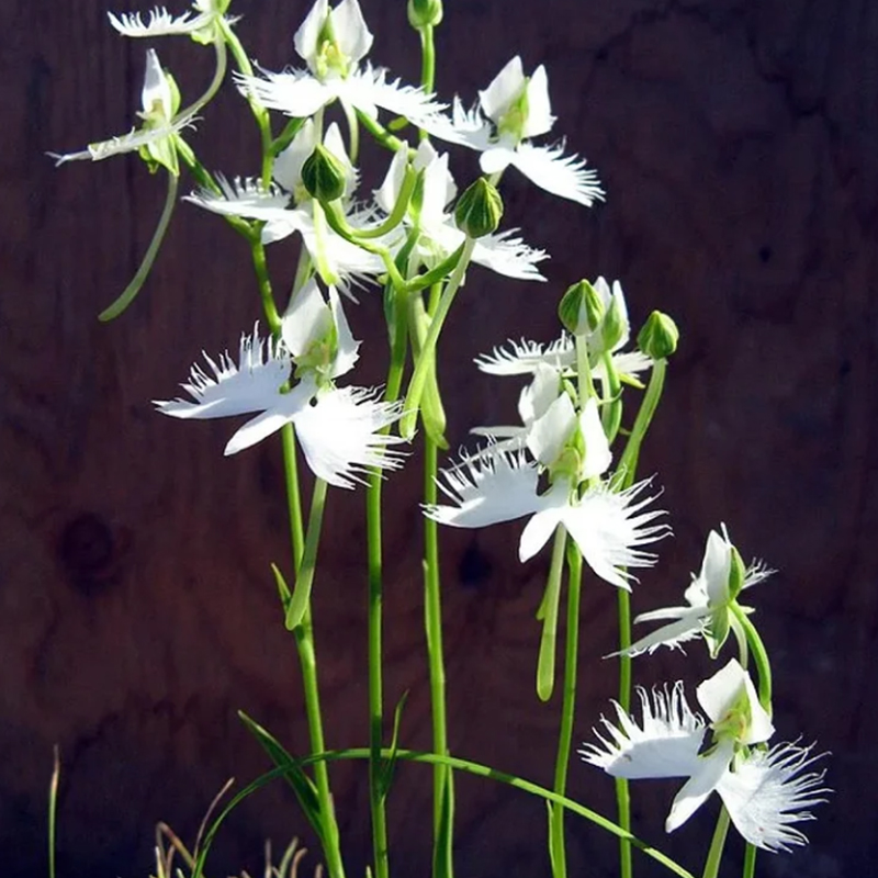 💖Rabatt zum halben Preis🌱Fliegende Entenorchideensamen🦄Magische Pflanzenserie