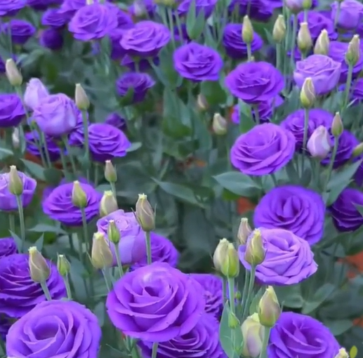 Multi-Color Eustoma Grandiflorum Seeds-chloriseeds