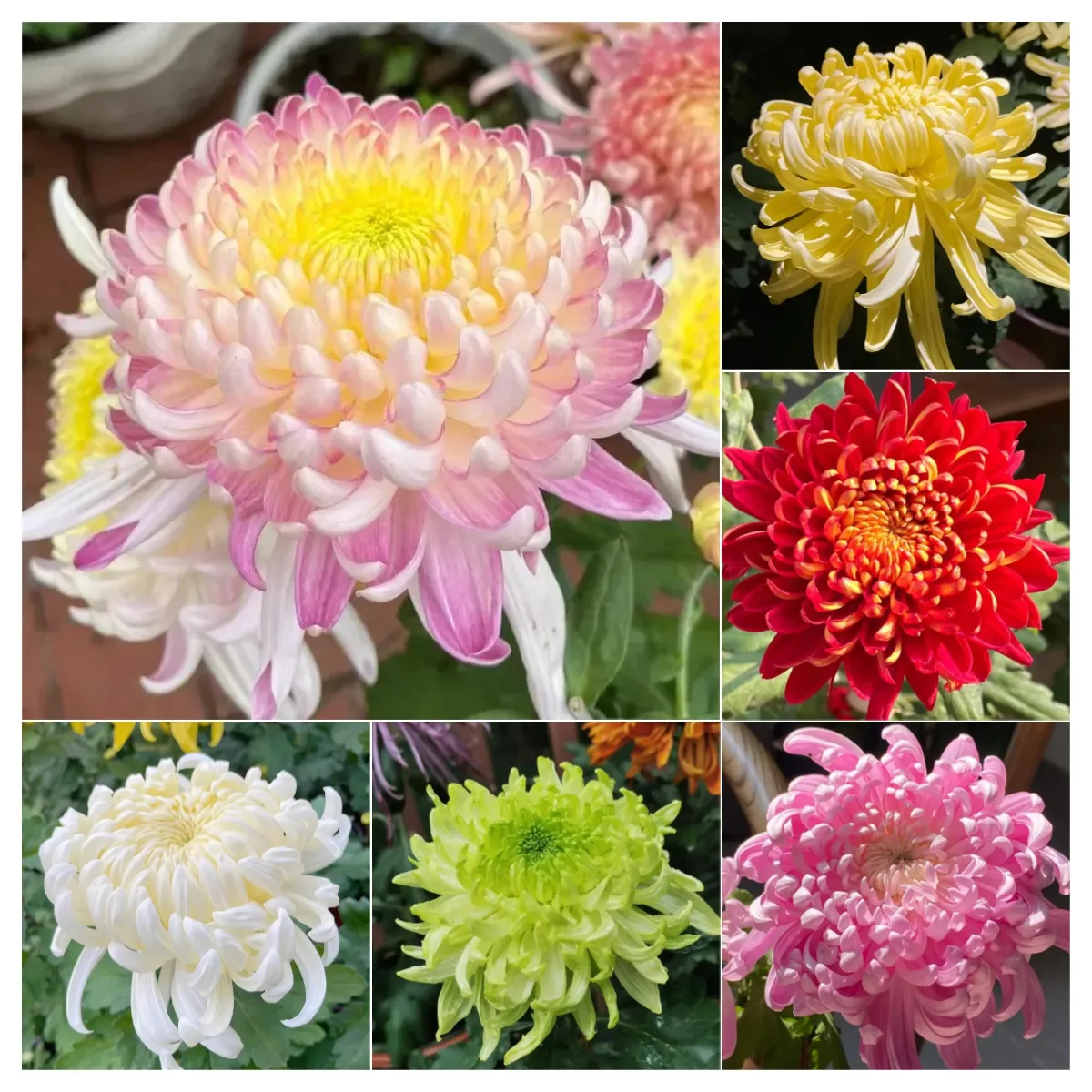 🌸 Große doppelblättrige Chrysanthemen - 50%+ Rabatt auf Premium-Samen 🎉💰