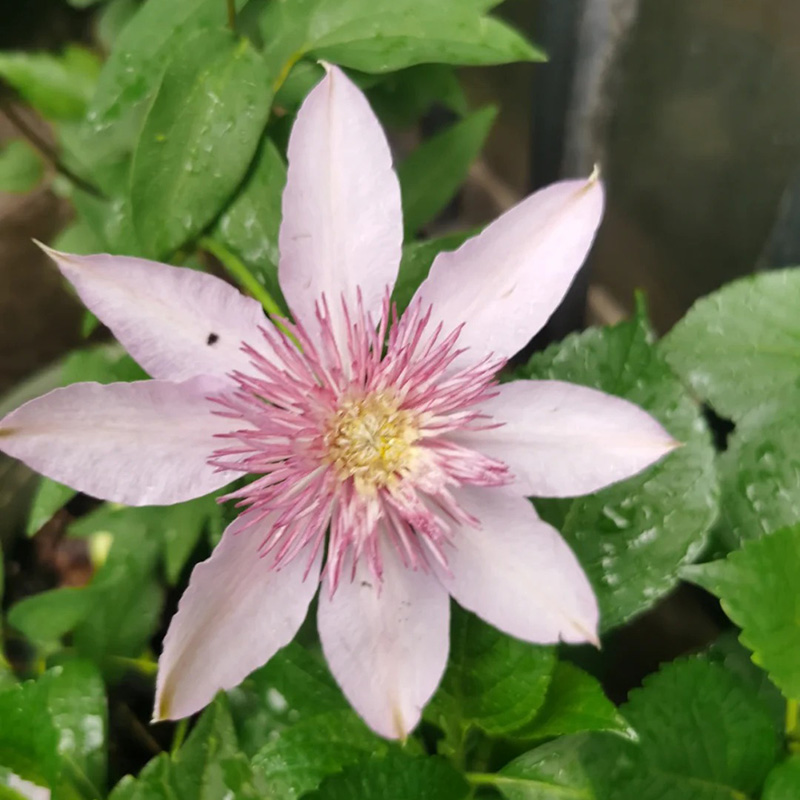 🚀Heißer Verkauf🌿Mehrfarbige Clematis🌱Einfach zu pflanzen