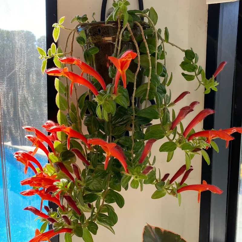 💖Rabatt zum halben Preis🌱Fliegende Entenorchideensamen🦄Magische Pflanzenserie