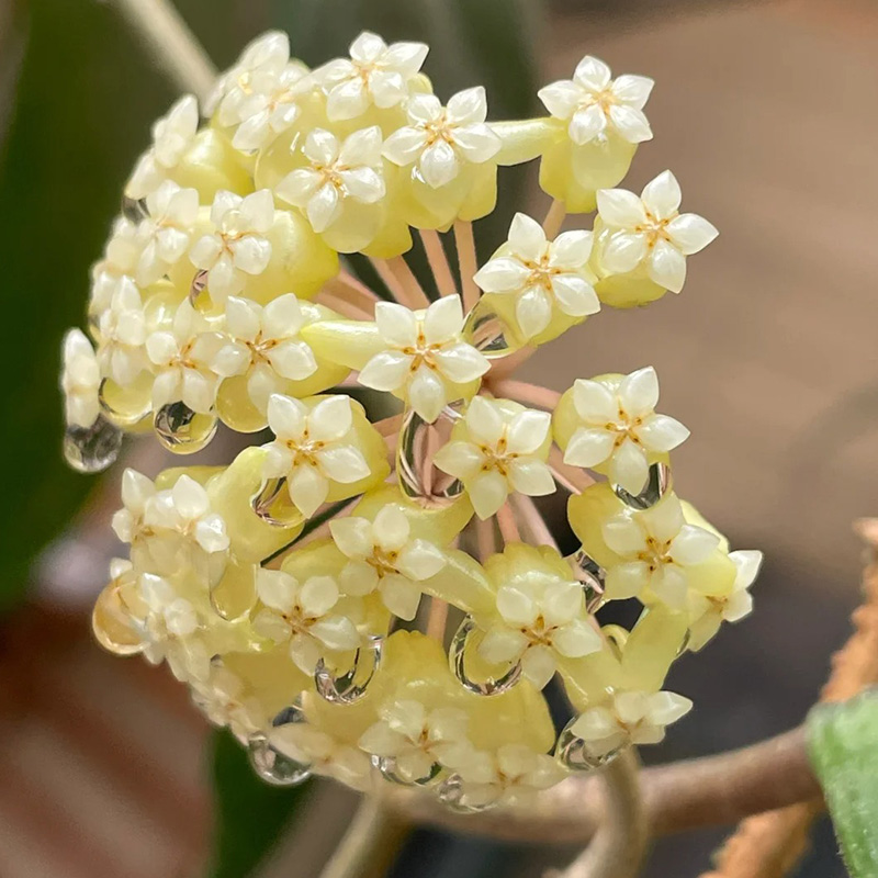 ✨2024 Neuankömmling🌼Kugelorchidee🦄Wunderschöne Indoor-Kletterblumen