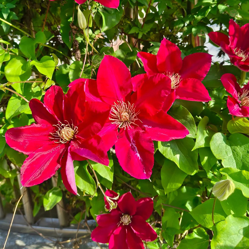 🚀Heißer Verkauf🌿Mehrfarbige Clematis🌱Einfach zu pflanzen