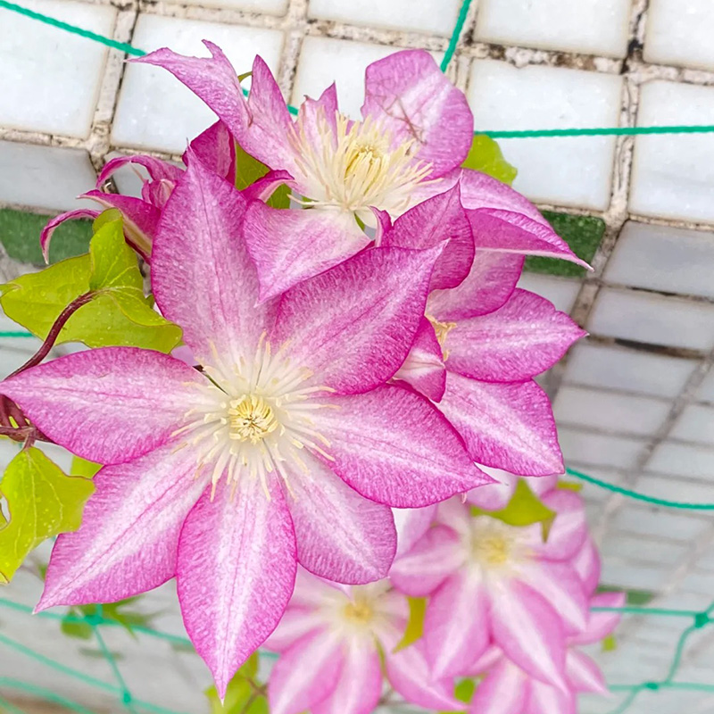 🚀Heißer Verkauf🌿Mehrfarbige Clematis🌱Einfach zu pflanzen