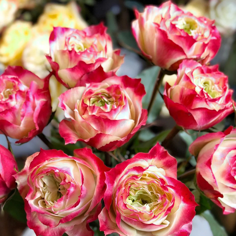 🔥Heißer Verkauf💖Seltene Rosensamen🚀Ausgewählte Samen