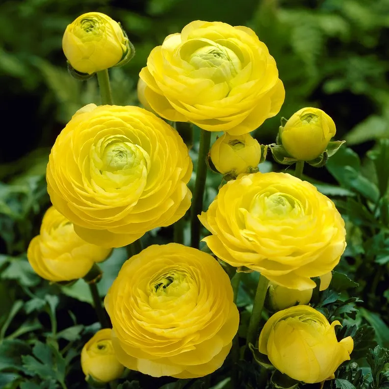🌸 Perennials Ranunculus  Mixed color Plants  - Garden Flower Seeds