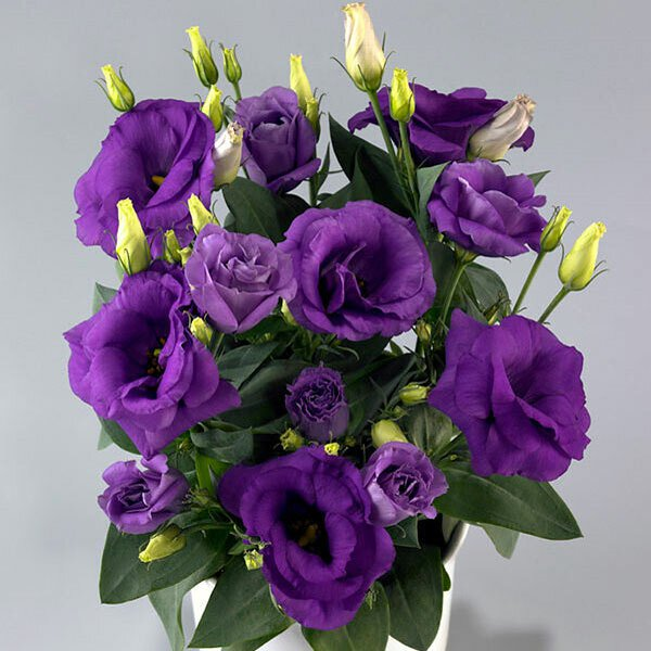 🔥53 % RABATT AUF GEMISCHTE LISIANTHUS 💥BESTSELLER IM JAHR 2024