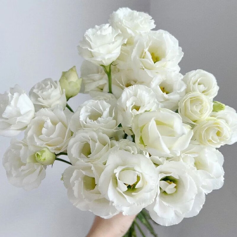 🔥53 % RABATT AUF GEMISCHTE LISIANTHUS 💥BESTSELLER IM JAHR 2024