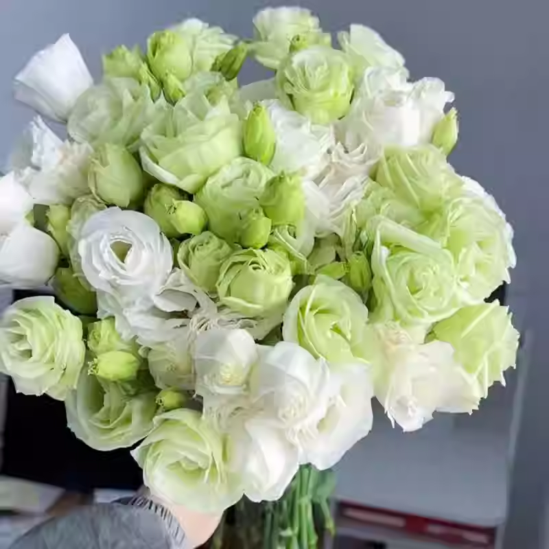 🔥53 % RABATT AUF GEMISCHTE LISIANTHUS 💥BESTSELLER IM JAHR 2024