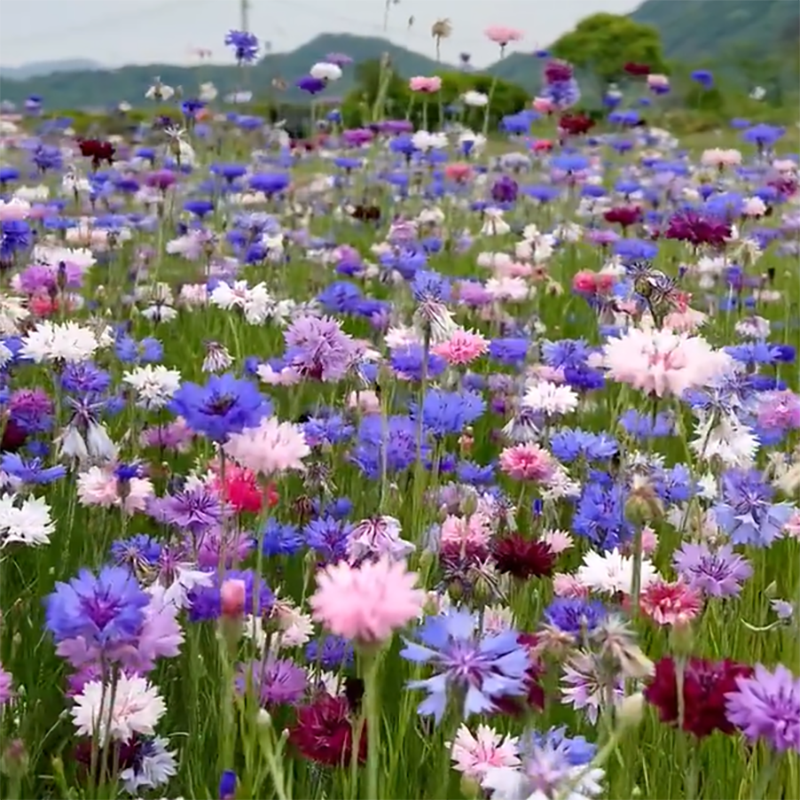 🔥Heißverkauft💖Junggesellen-Kornblume🌿Starkes Wachstum