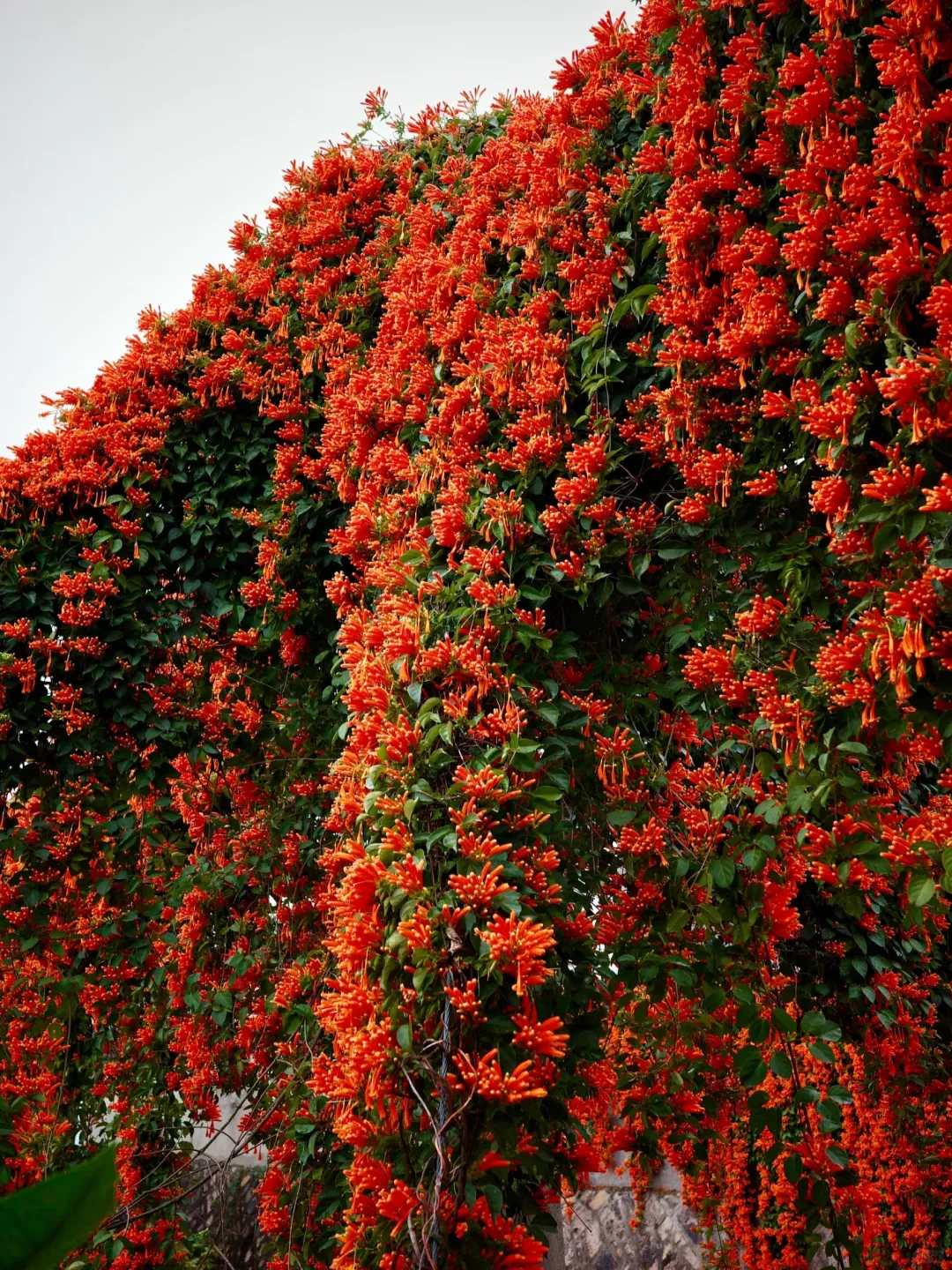 🧨Firecracker-Blumensamen: Kreieren Sie Ihren „Orange Waterfall“