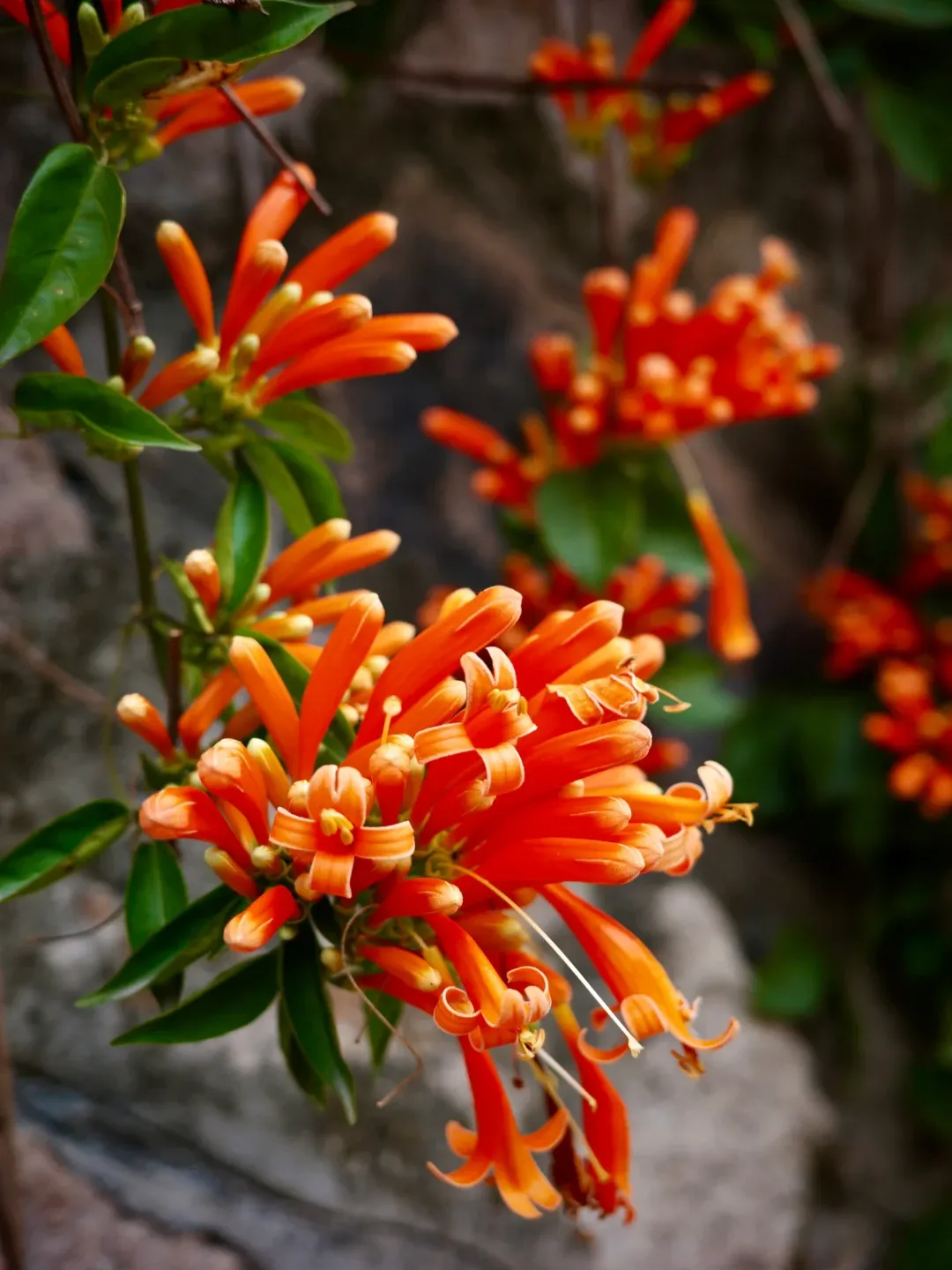 🧨Firecracker-Blumensamen: Kreieren Sie Ihren „Orange Waterfall“
