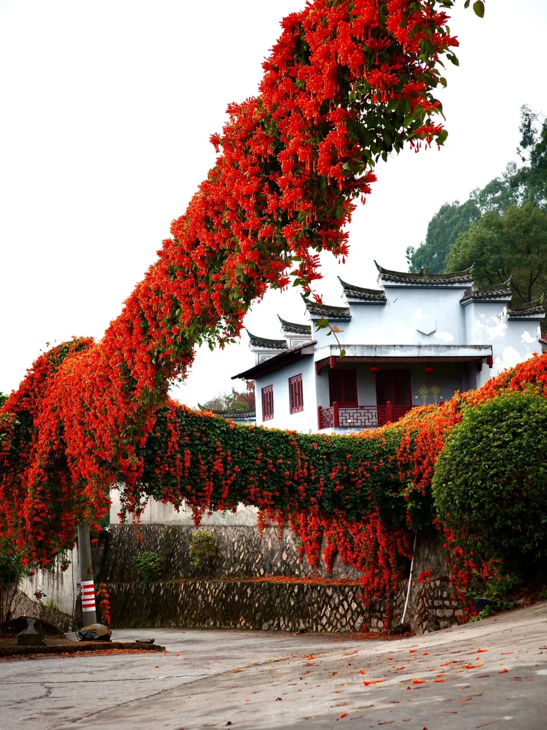 🧨Firecracker-Blumensamen: Kreieren Sie Ihren „Orange Waterfall“