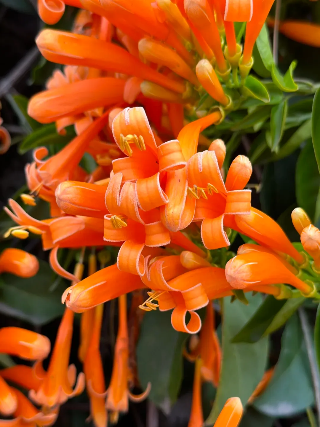 🧨Firecracker-Blumensamen: Kreieren Sie Ihren „Orange Waterfall“