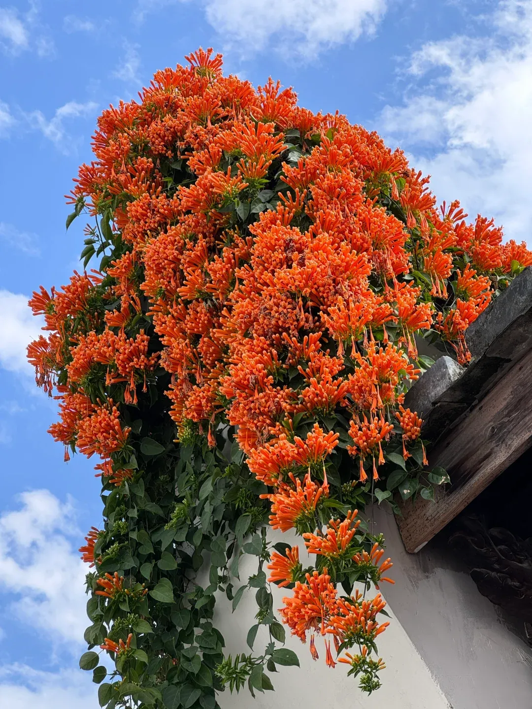 🧨Firecracker-Blumensamen: Kreieren Sie Ihren „Orange Waterfall“